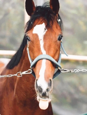 このお馬さんの名前わかる人いるかなー？