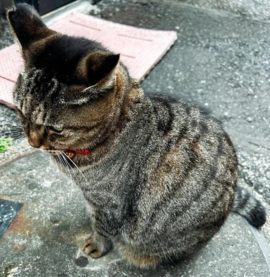 生きていれば...きっと..