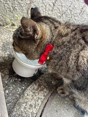 ロイヤルファミリー🐴