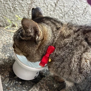 ロイヤルファミリー🐴