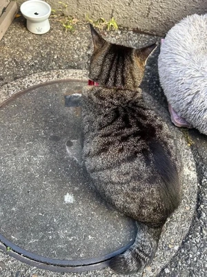 ネネちゃんはお酒飲むの？好きなお酒とかある？