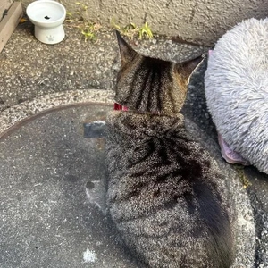 ネネちゃんはお酒飲むの？好きなお酒とかある？