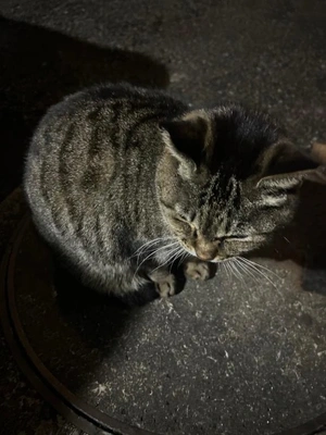 スイキスのお客さんたちってさ