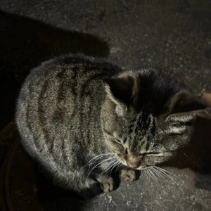 スイキスのお客さんたちってさ