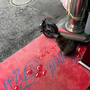 This cat will bring you happiness and luck.