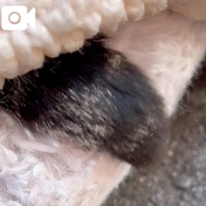 🌸 ３月シフト 🌸