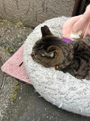 触らせてくれない時もあるみたい🐱🎀