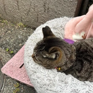 触らせてくれない時もあるみたい🐱🎀