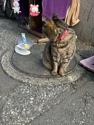 🌸 桜花賞🐴🎀 🌸