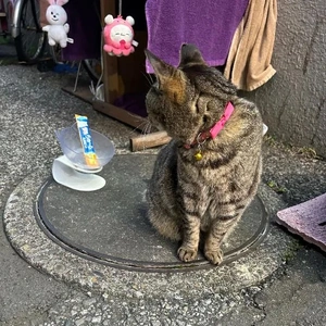 🌸 桜花賞🐴🎀 🌸