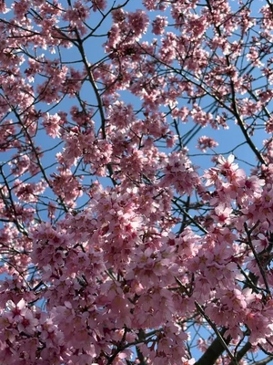 春をおすそ分け