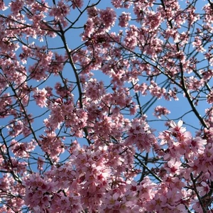 春をおすそ分け