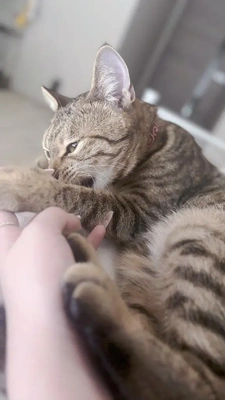 にゃん?