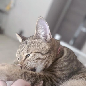 にゃん?