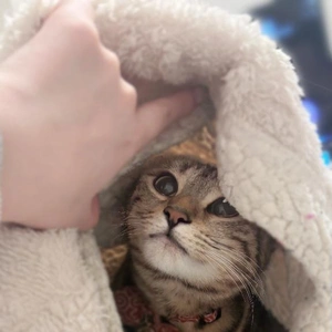 ごめんなさい、?