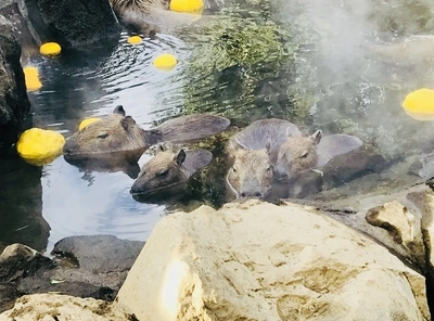 出勤致しました