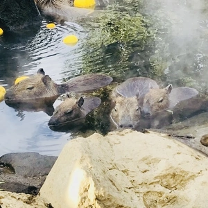 出勤致しました