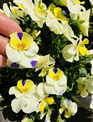 年内にお会い出来て