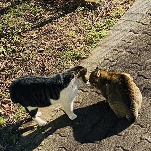 三連休の中日は猫の日