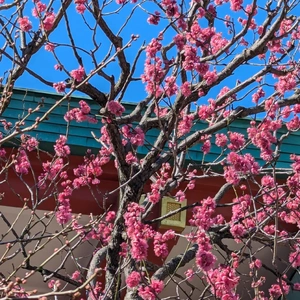 こんばんは(*´∀｀*)