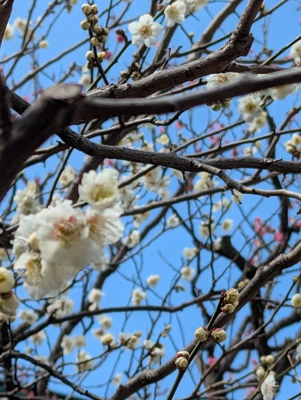 こんばんは(*´∀`*)