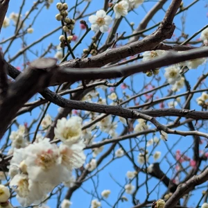 こんばんは(*´∀｀*)