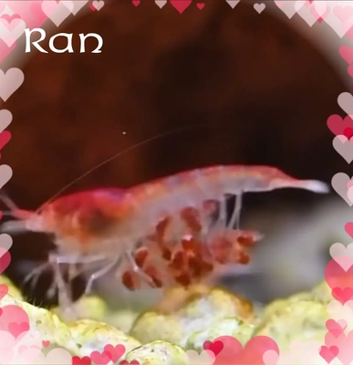 赤ちゃん産まれたよ