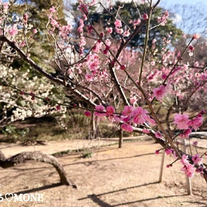 梅香る庭園へ