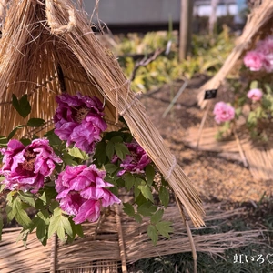 冬ぼたん、寒ぼたん