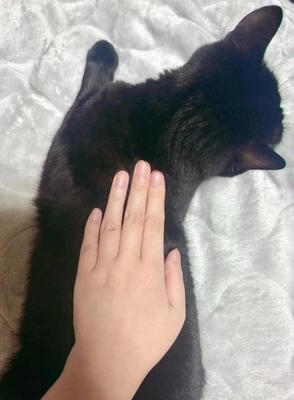 猫の背も借りたい🐈‍⬛