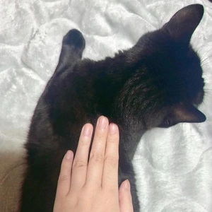 猫の背も借りたい🐈‍⬛