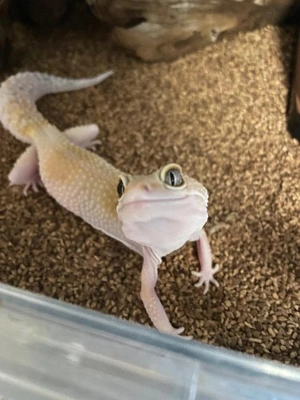 あずささんおめでとうございます🎊