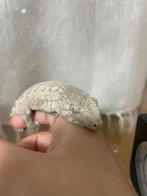 世界一大きい…🌏