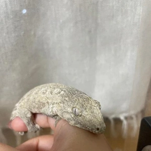 世界一大きい…🌏