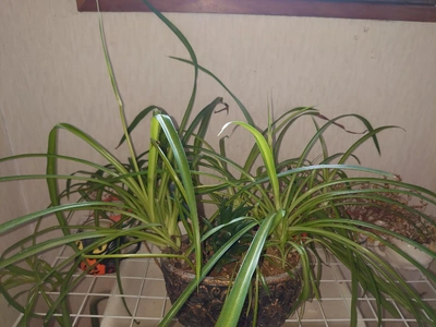 念願がかないました🎶