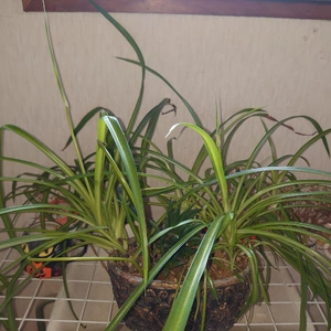 念願がかないました🎶