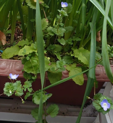 犬のタマちゃん💕