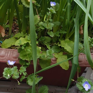 犬のタマちゃん💕