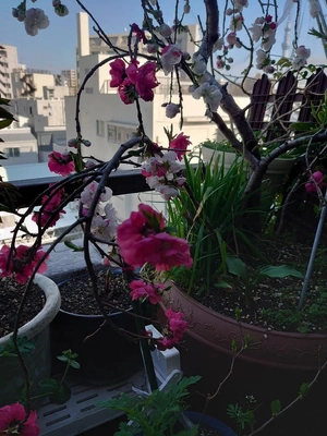 ちょっとだけよ~💕