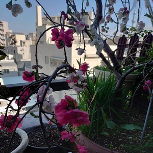 ちょっとだけよ～💕