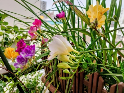 色とりどりNo.1はだ〜れ😉