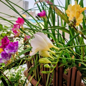 色とりどりNo.1はだ〜れ😉