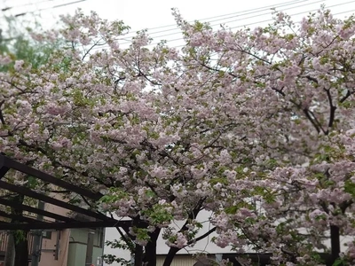 こんどは私のばんよ‼️❤️