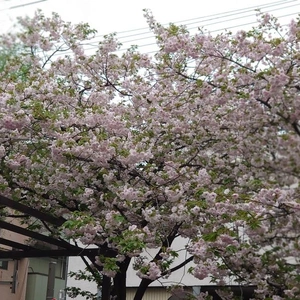 こんどは私のばんよ‼️❤️