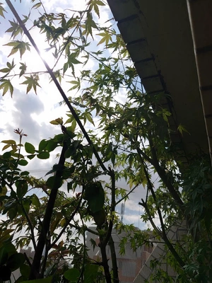 紅葉の衣替え✂️