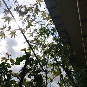 紅葉の衣替え✂️