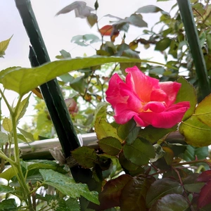 やったぁ～1番乗りぃ〜‼️