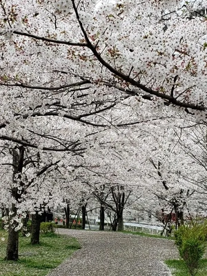 【ちなつ】携帯写真館