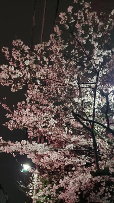 吉原公園の夜桜😉🌸✨