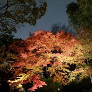 【ちなつ】携帯写真館